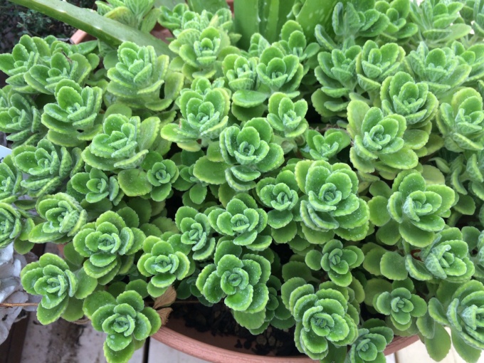 150812植物センター④