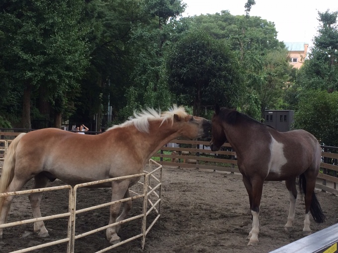 150913ポニー公園